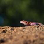 About Us Gecko Adventure Tanzania