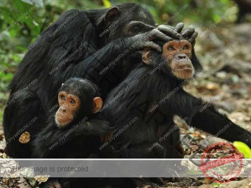 Gombe Stream National Park