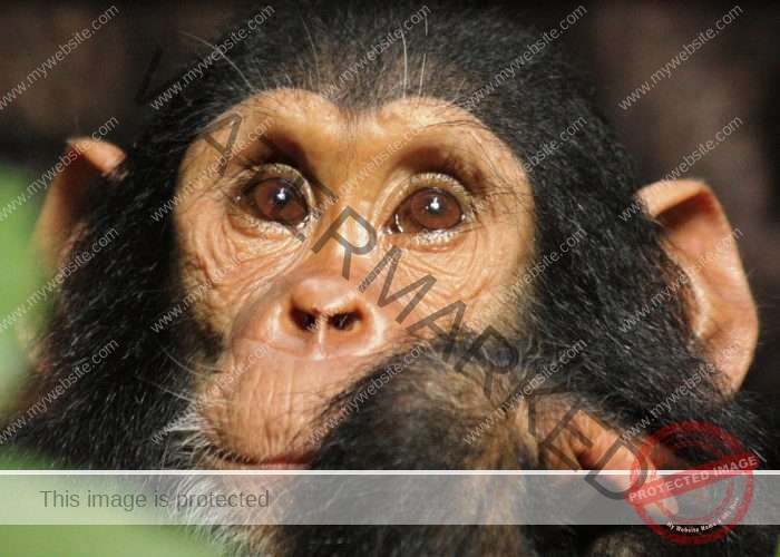 7 Days Gombe & Mahale Trekking