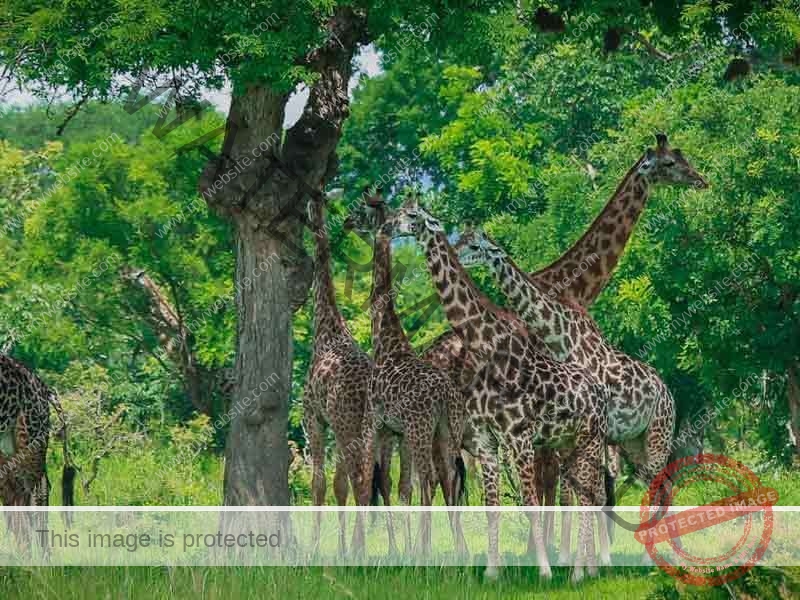 Mikumi National Park