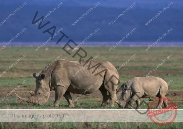 Ngorongoro Crater Day Trip
