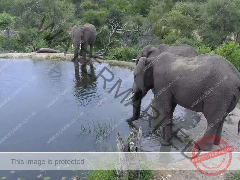 7 Days Selous Udzungwa Ruaha