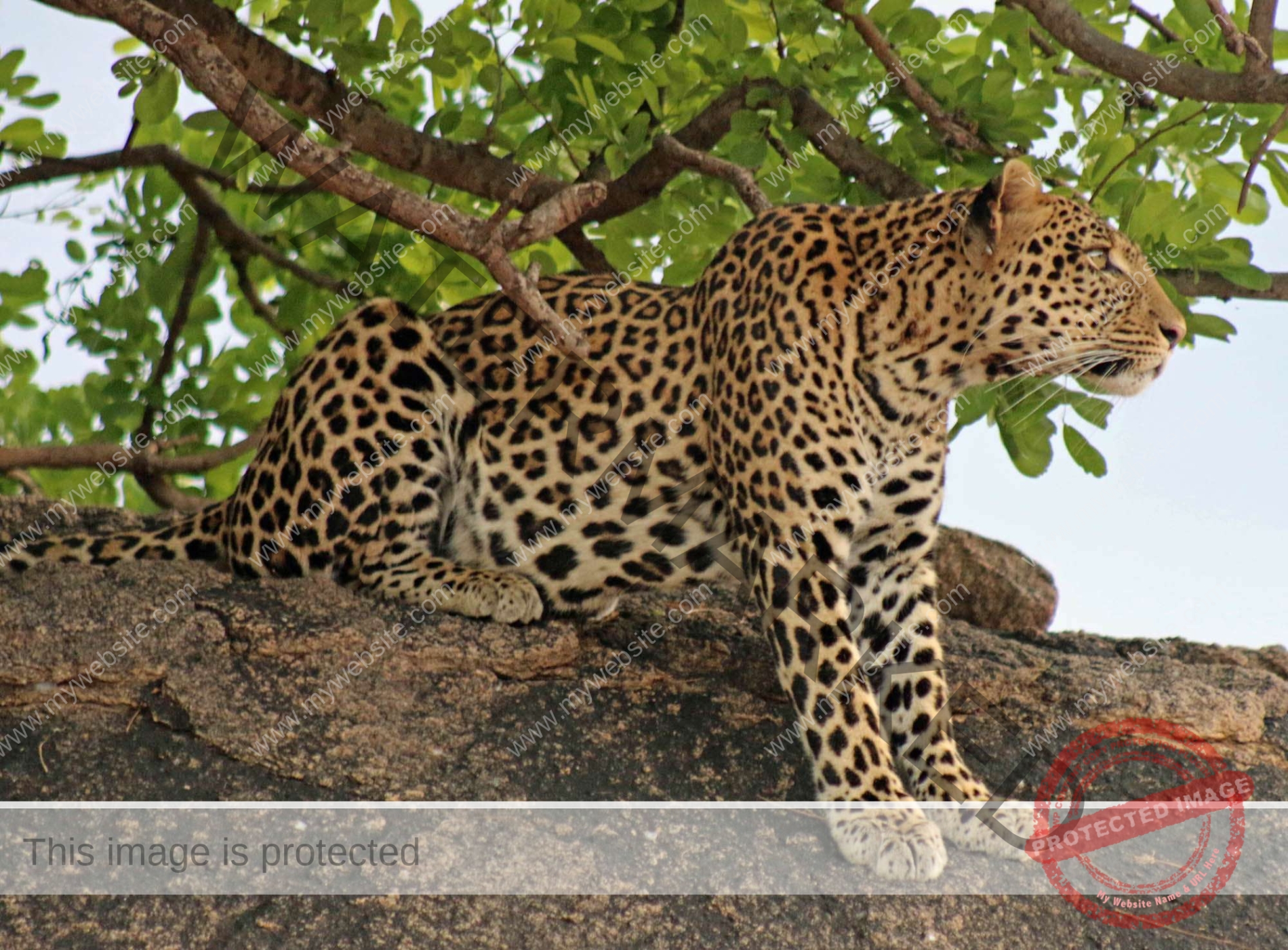 3 Days Ruaha Fly in Safari