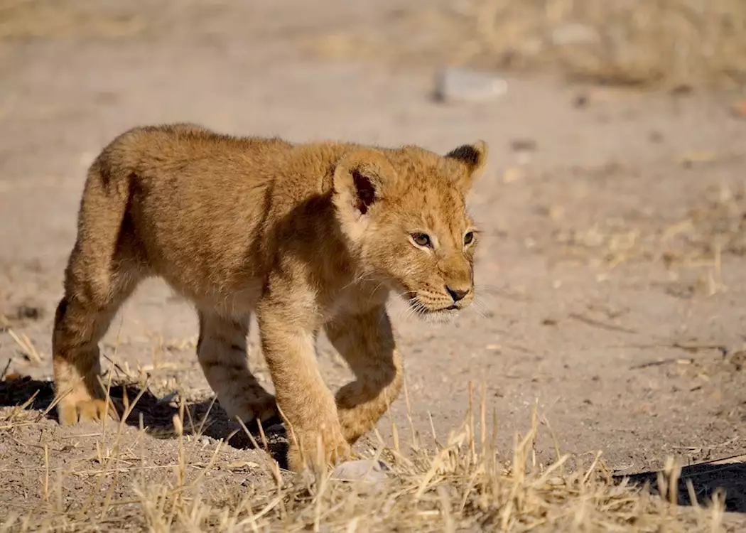 13 Days Southern Circuit Safaris