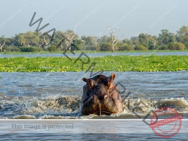 8 Days Selous Safari and Mafia Island