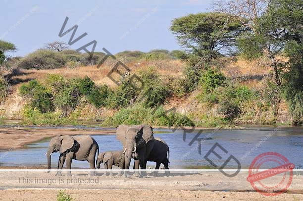 3 Days Selous Fly in Safari