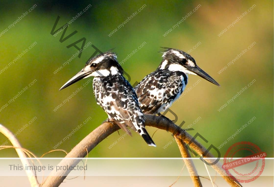 Selous Day Trip Fly In Safari