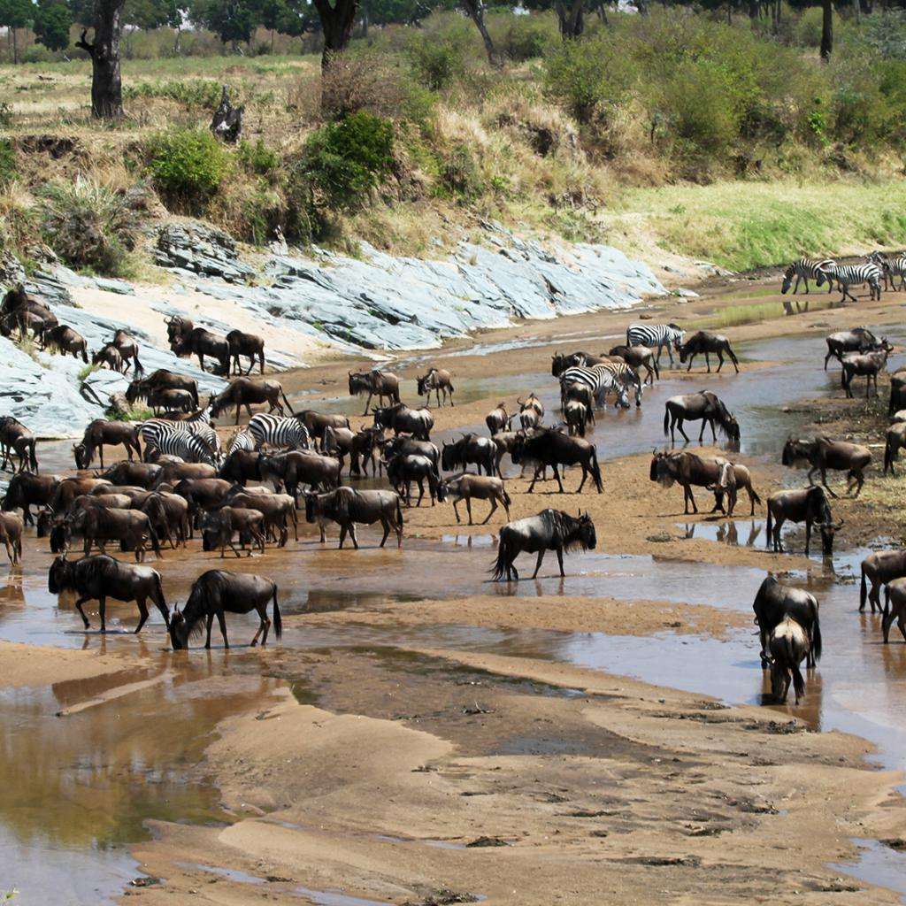 sereengeti np