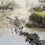 Best Time to Visit Serengeti for the Great Migration (Month-by-Month Guide)