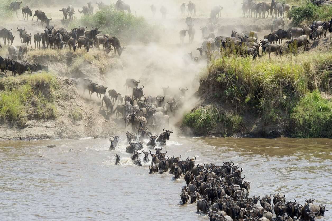 Best Time to Visit Serengeti for the Great Migration (Month-by-Month Guide)