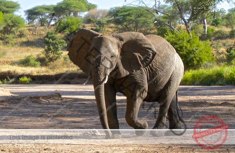 3 Days Manyara/Ngorongoro/Tarangire