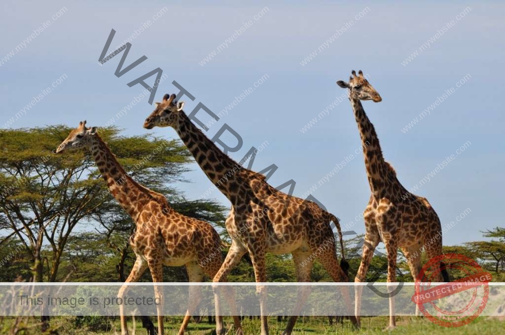 6 Days Selous-Mikumi-Udzungwa