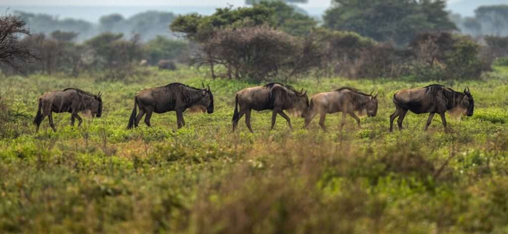 Lions in Serengeti vs. Maasai Mara