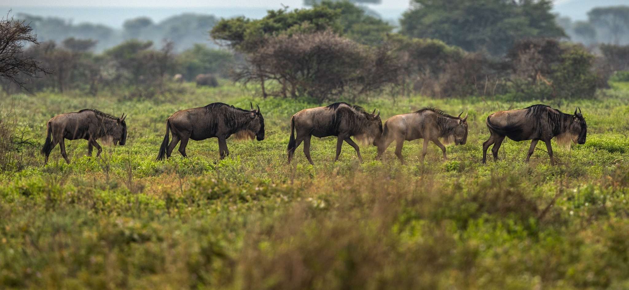 🦓 Serengeti vs. Maasai Mara: Which Safari Destination is Best?