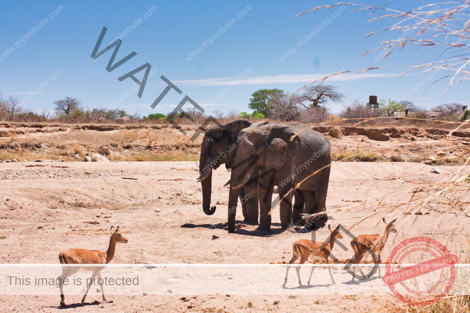 10 Days Katavi & Mahale & Gombe