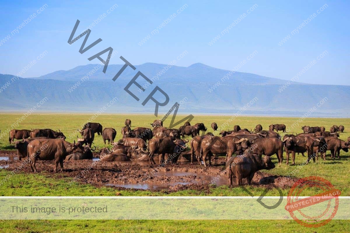 19 Days Northern & Southern Tanzania