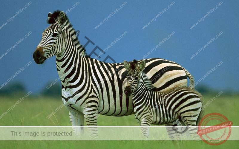 3 Days 2 night Mdonya Old River Camp