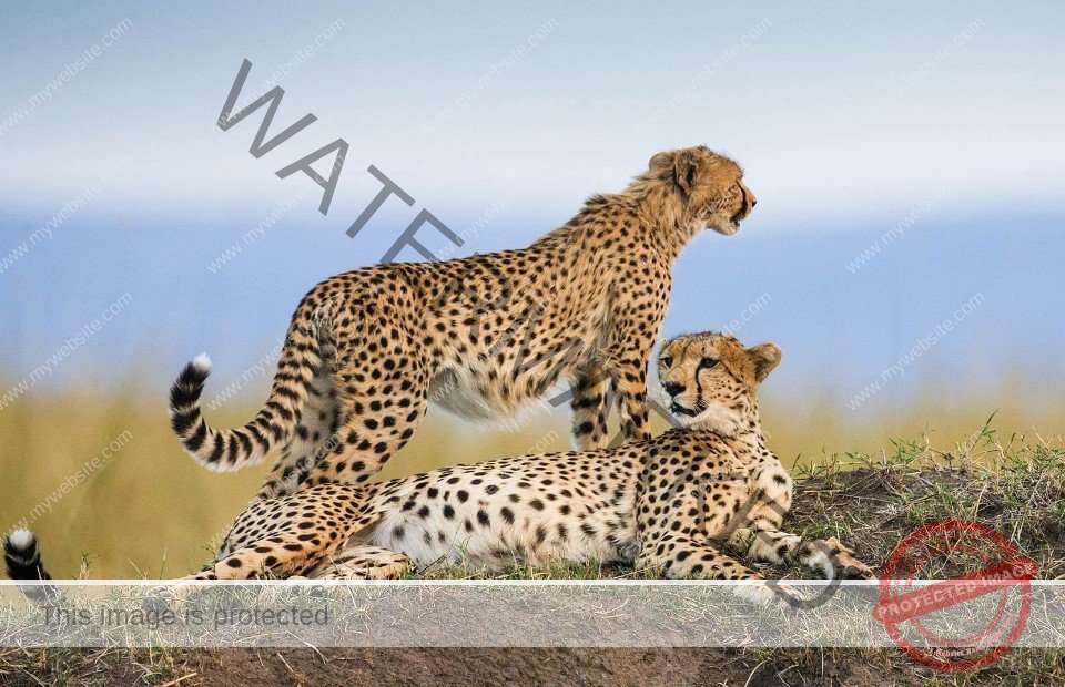 10 Days Katavi & Mahale & Gombe