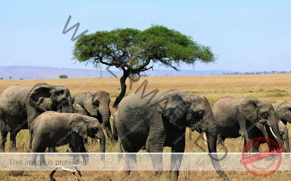 3 Days 2 Night Ngorongoro Rhino Lodge