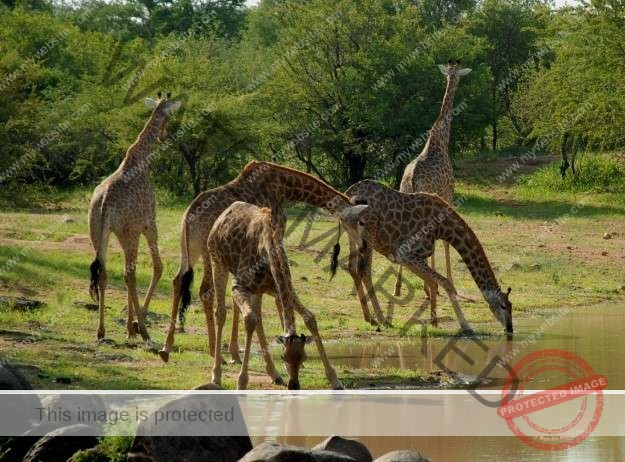 2 Days Mikumi Safari Package