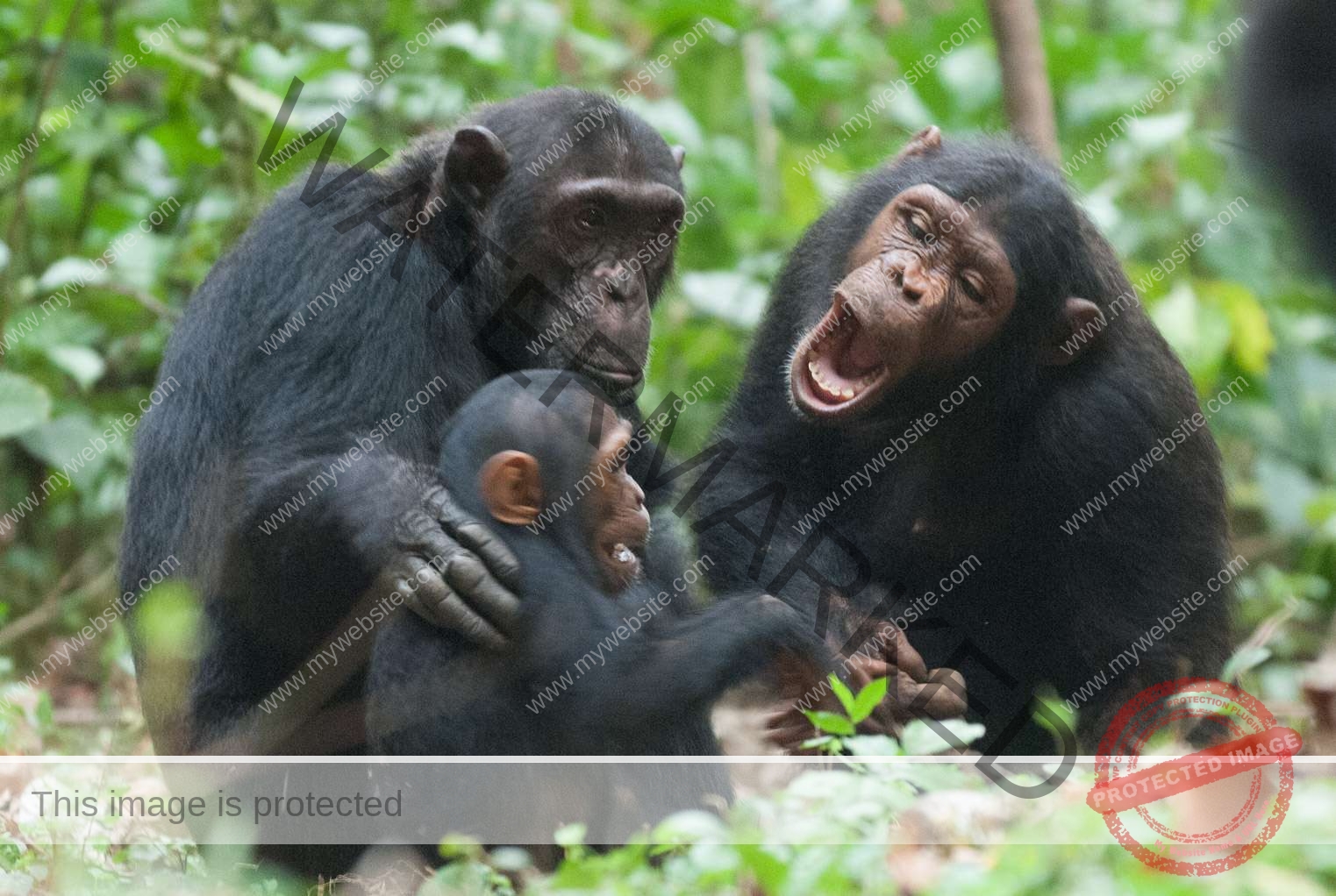 Mahale National Park