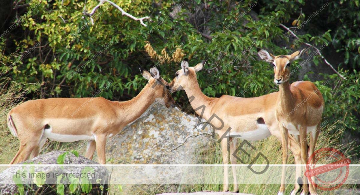 Saa Nane Island National Park