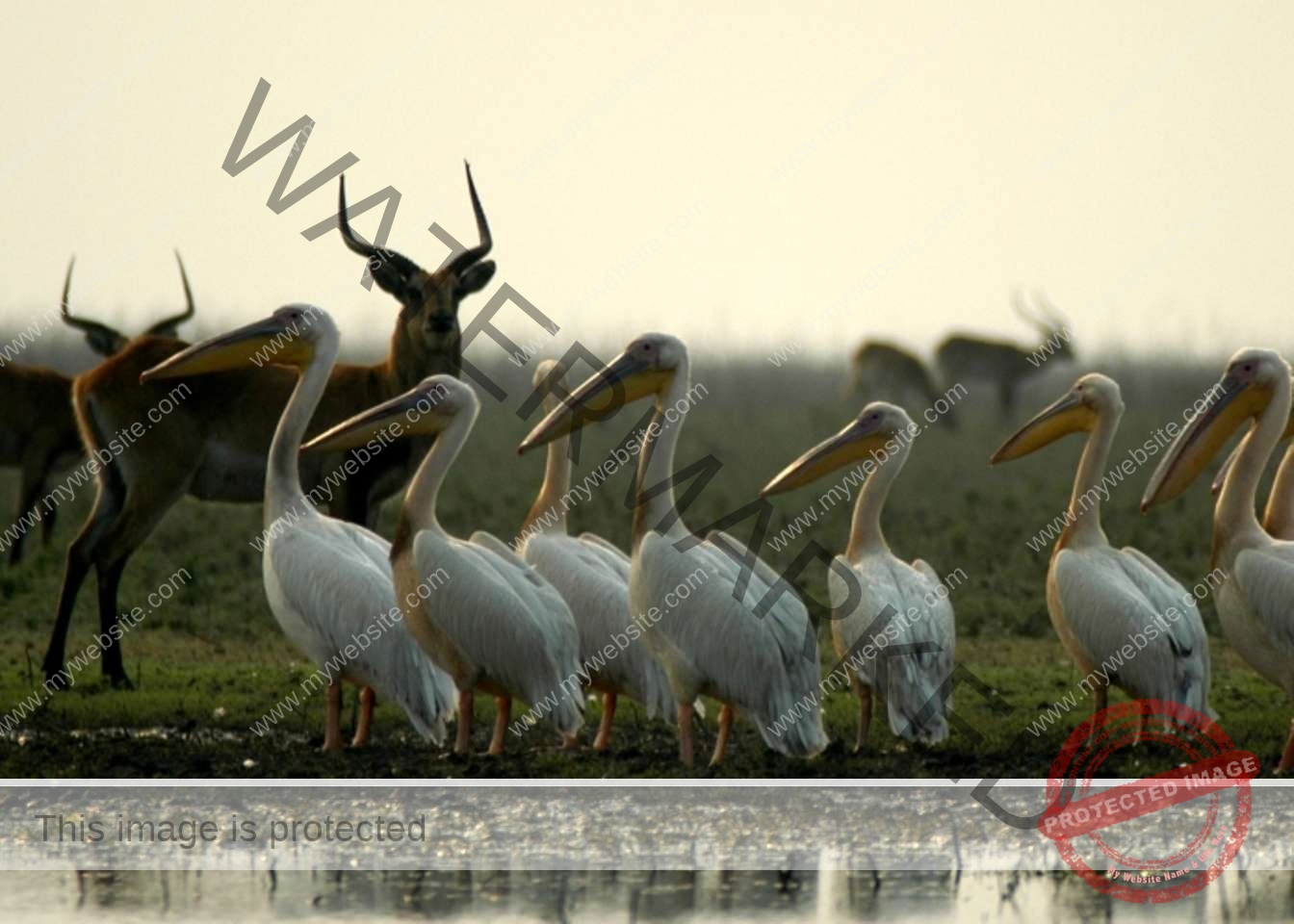 Saadani National Park