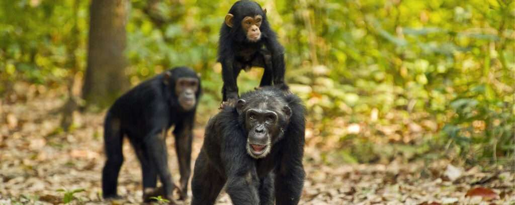 Gombe National Park