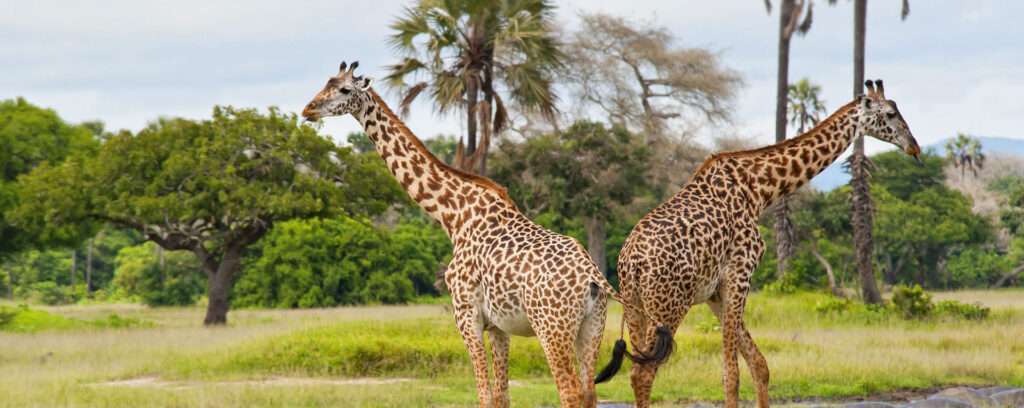 Katavi National Park