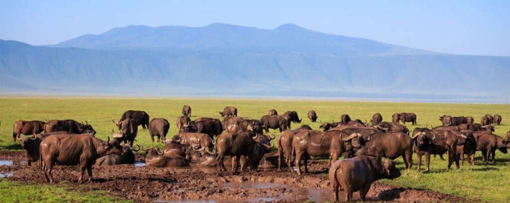 Ngorongoro Conservation Area