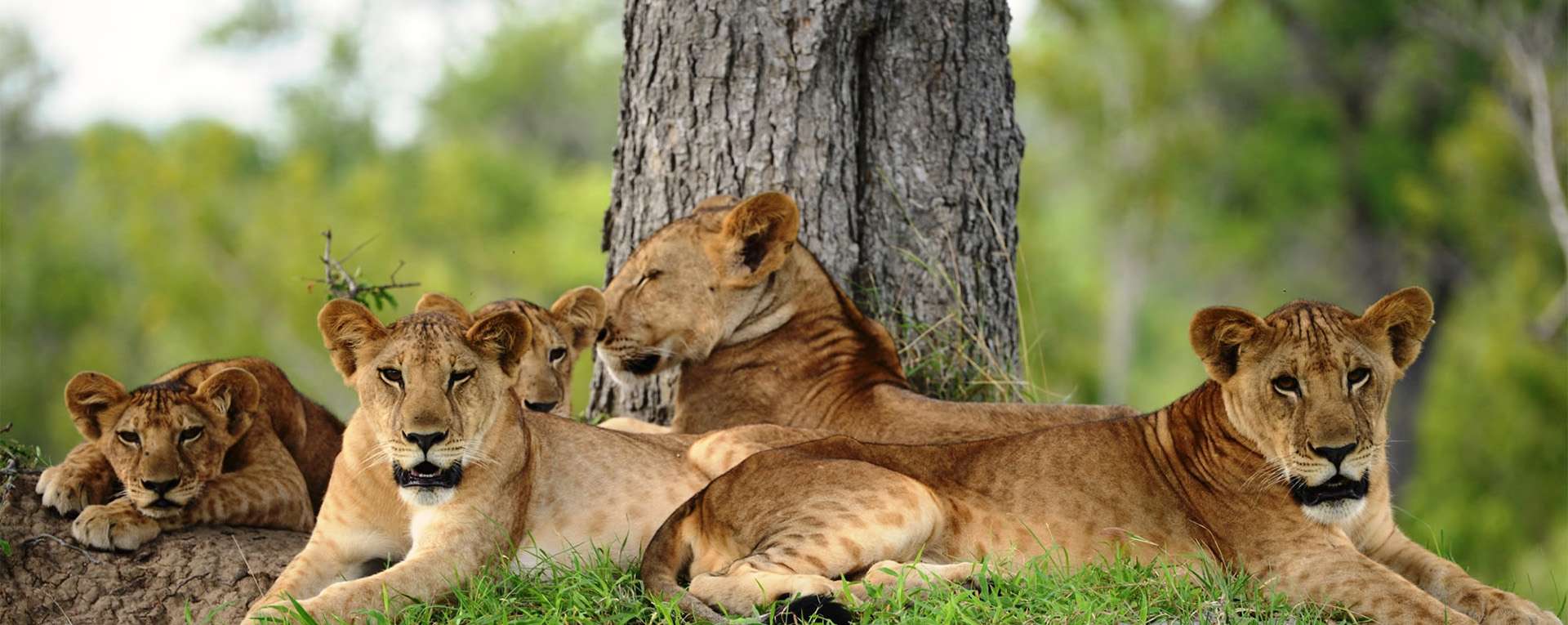 🦁 Top 10 Must-See Wildlife in Tanzania & Where to Find Them