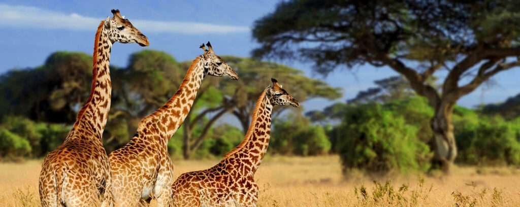 Top Experiences In Tanzania