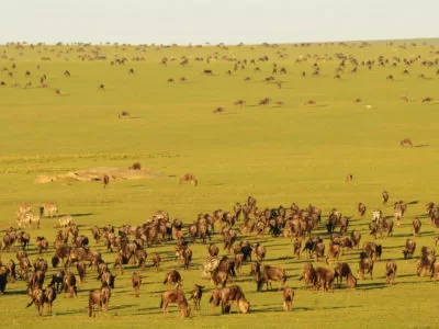 Safari jeep watching the Great Migration in Tanzania.