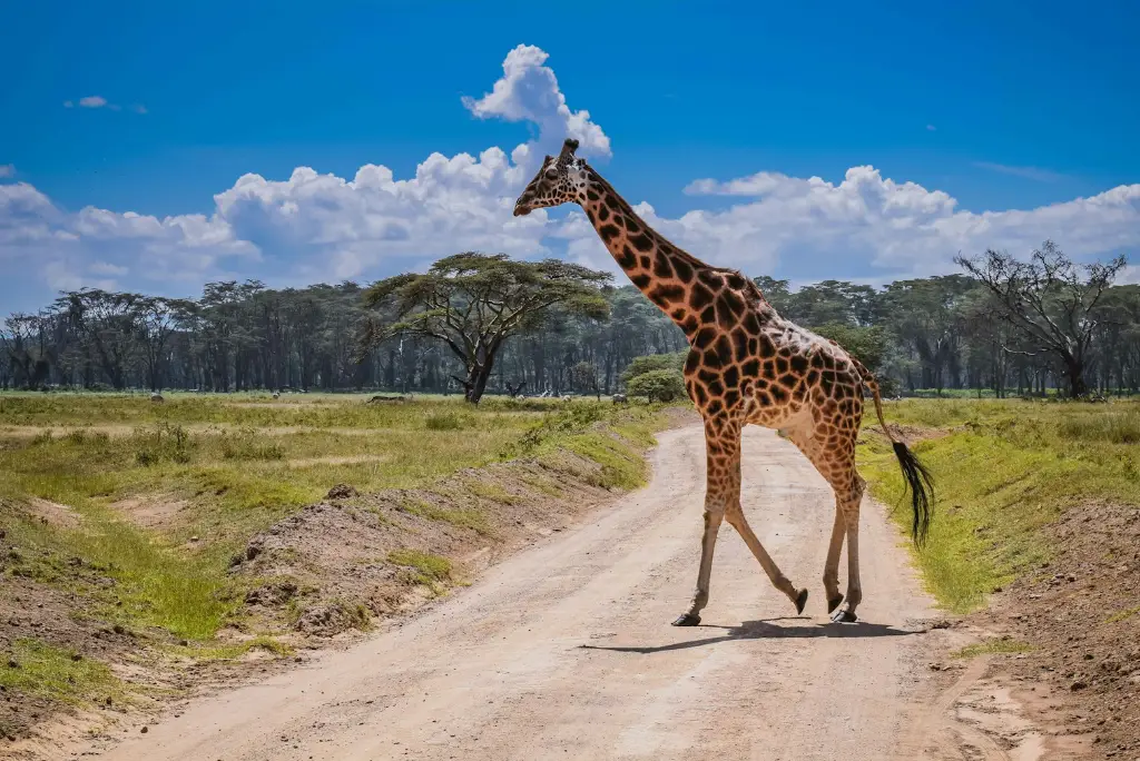 10-day-southern-tanzania-camping-safari-mikumi-ruaha-uluguru5