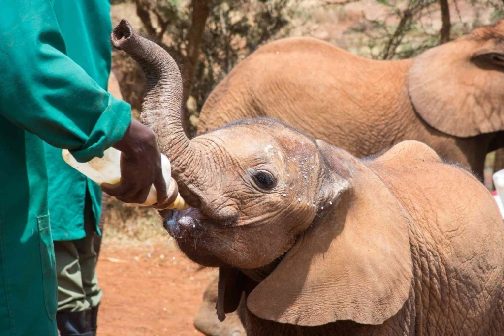 Elephant Orphanage