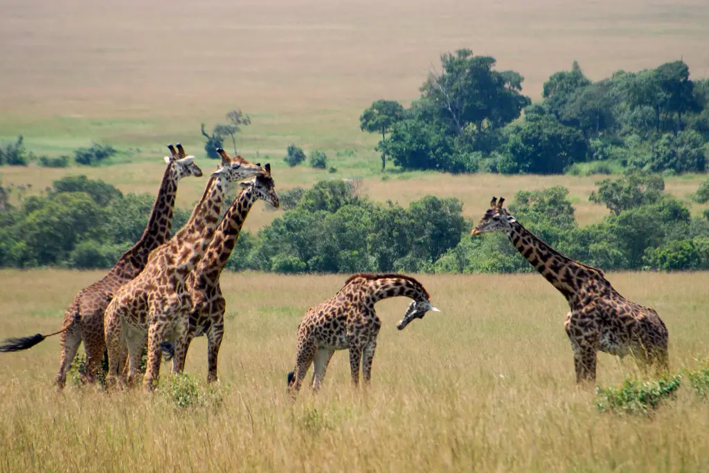12-day-kenya-tanzania-safari-zanzibar2