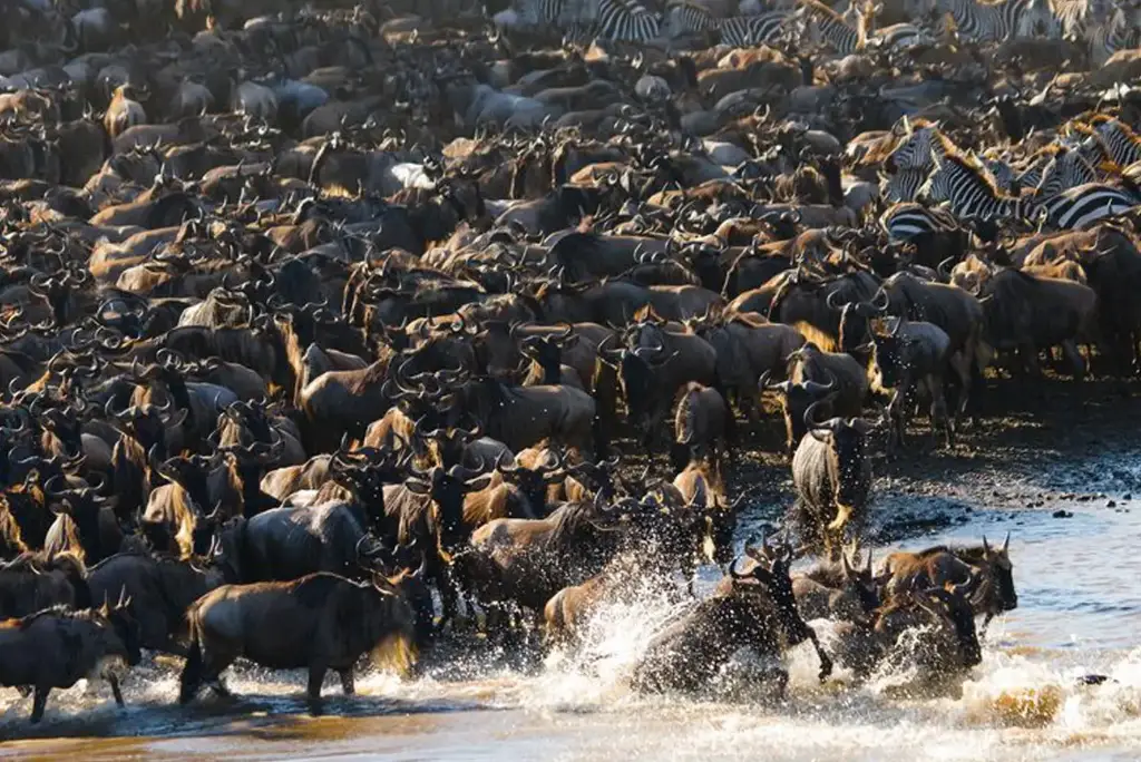 12-day-kenya-tanzania-safari-zanzibar4