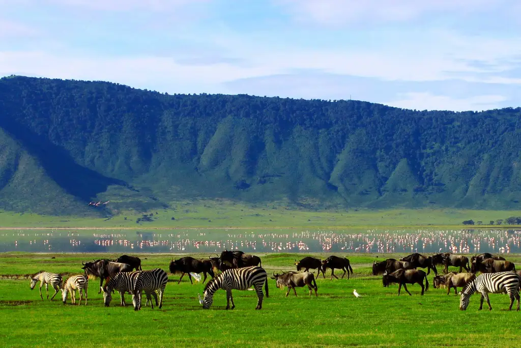12-day-kilimanjaro-trek-and-tanzania-safari-itinerary11
