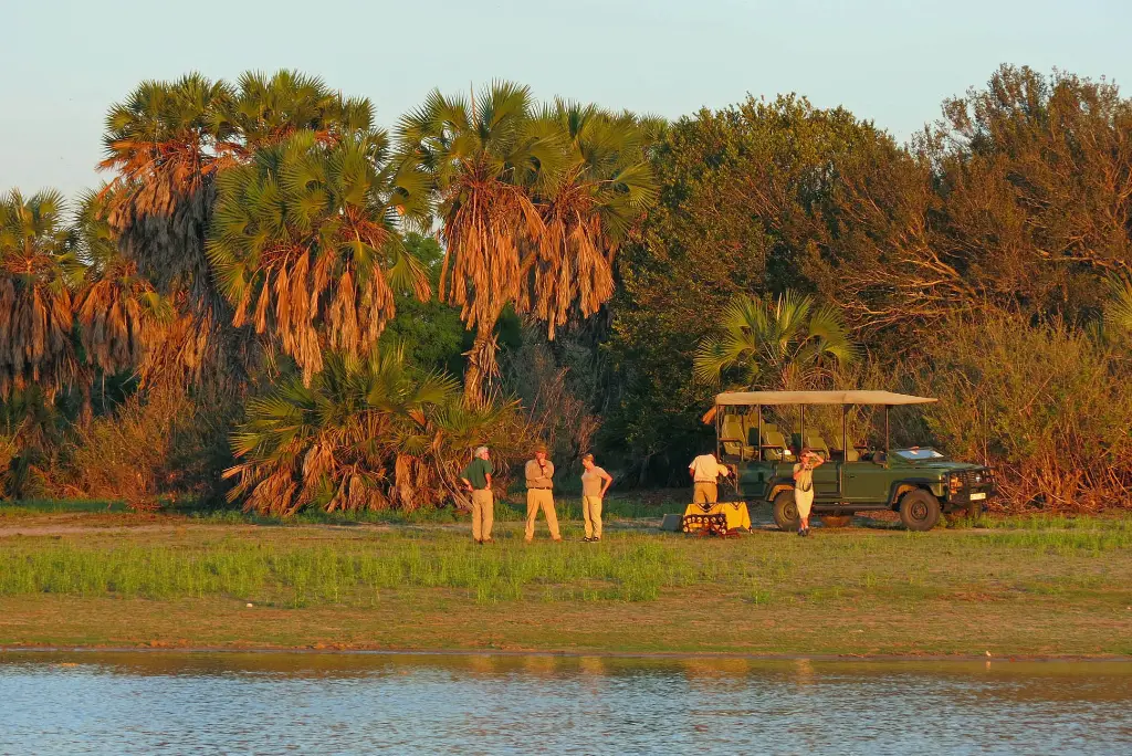13-day-southern-tanzania-safari-gombe-chimpanzee-tracking-tour2