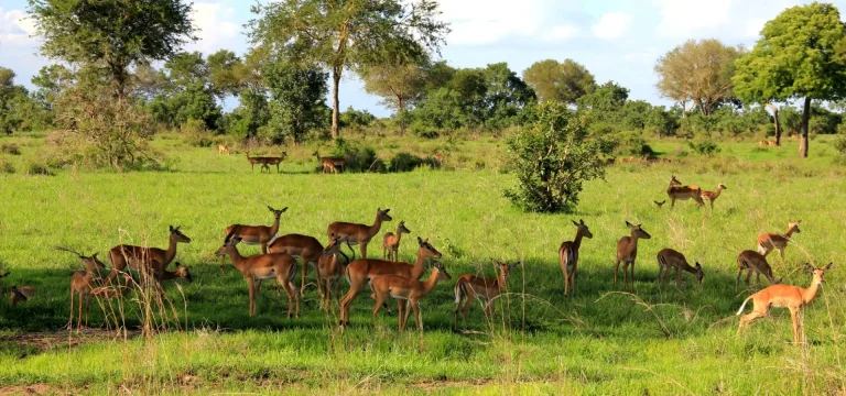 2  Days  Mikumi National Park Safari from Zanzibar – Ultimate Itinerary