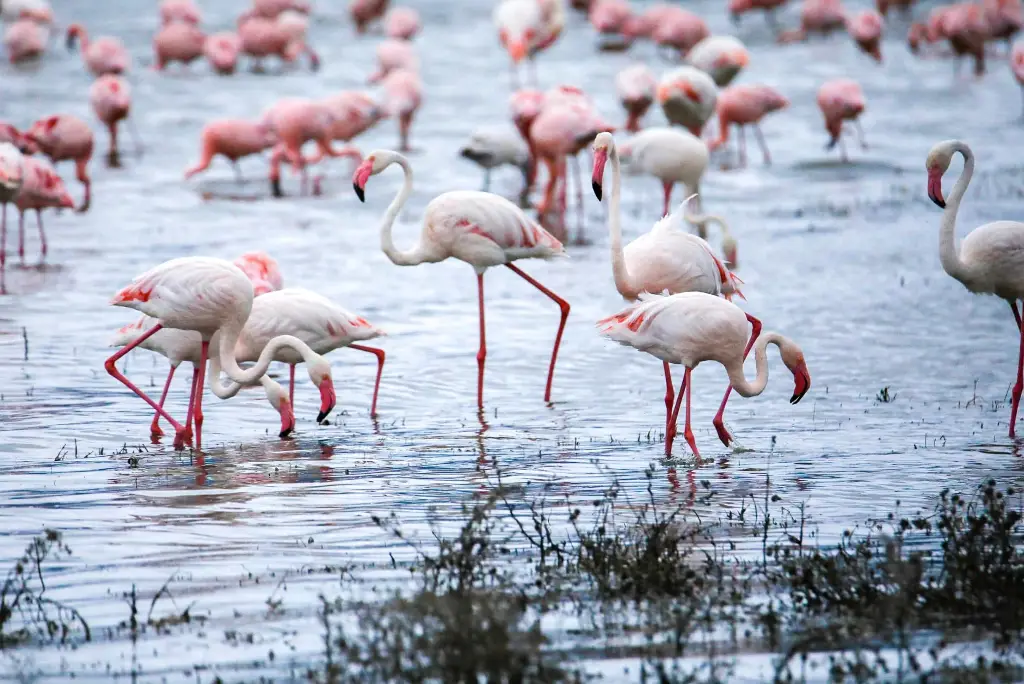 4-day-tanzania-camping-safari-itinerary1 (1)