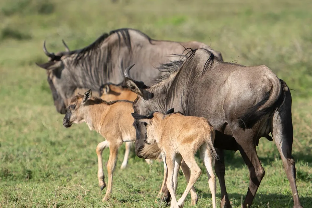 Serengeti Wildlife Safari Attractions