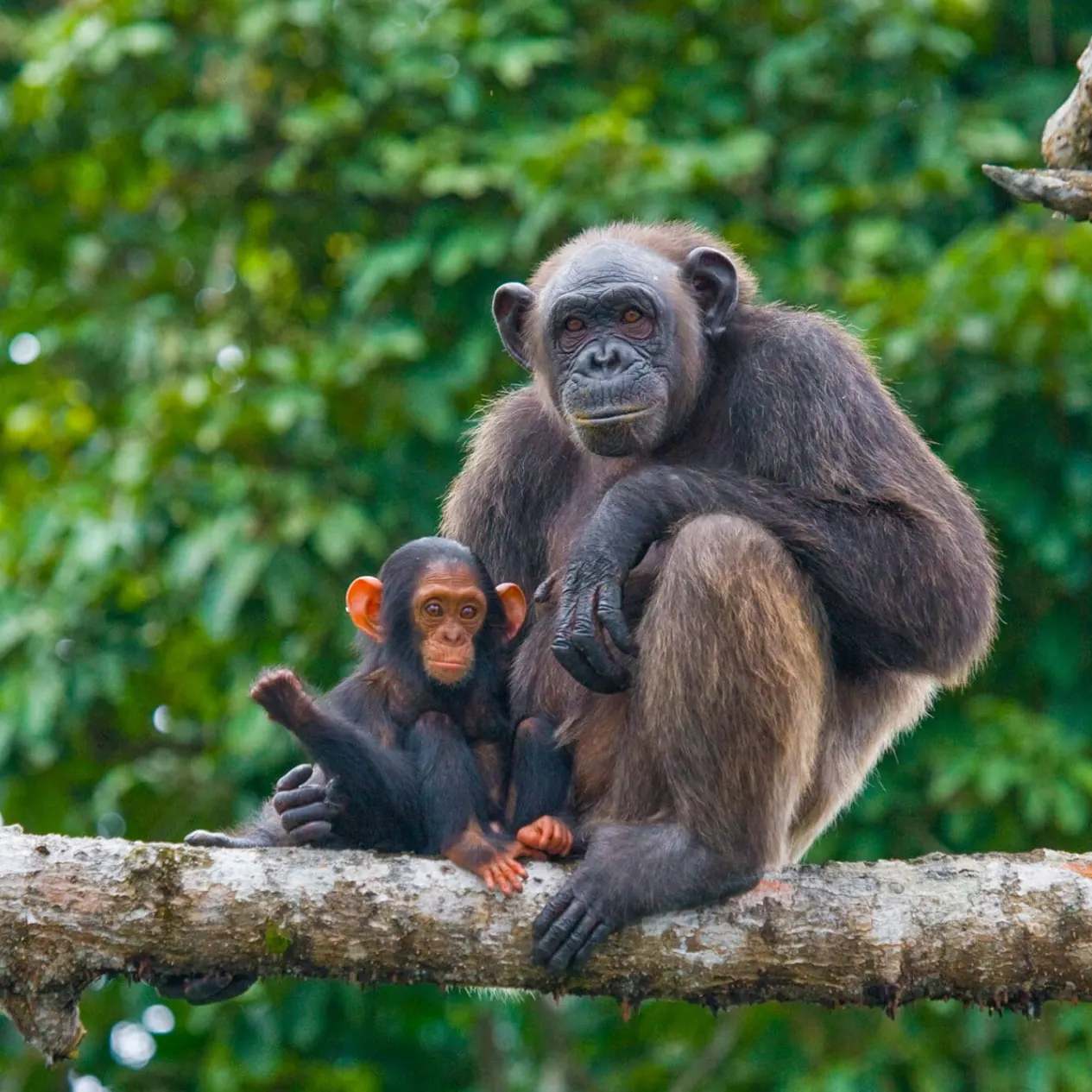 Chimpanzee Tracking In Tanzania