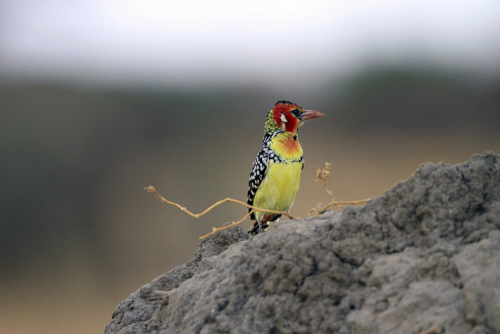 Rubondo Birdlife