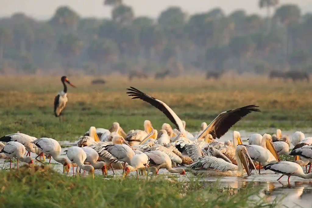 12-days-selous-ruaha-katavi-flying-safari12