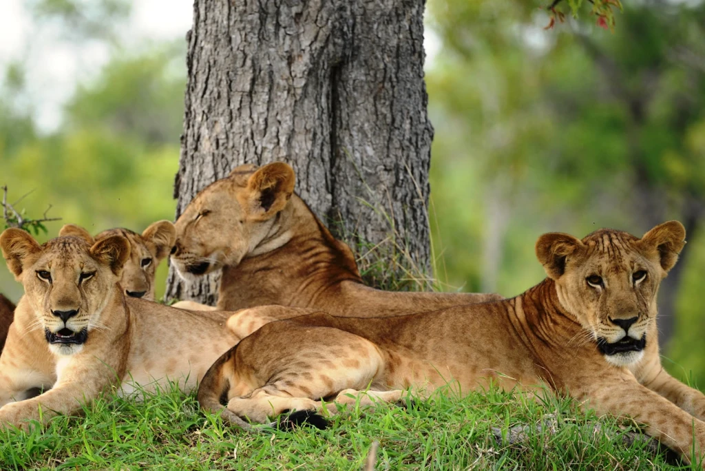 12-days-selous-ruaha-katavi-flying-safari2