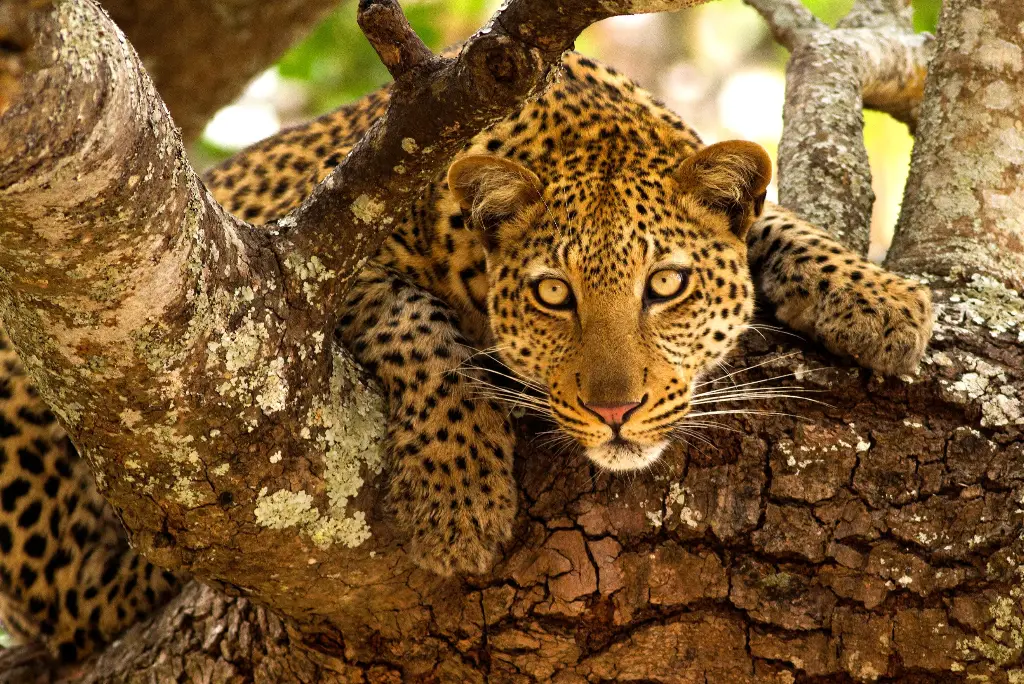 12-days-selous-ruaha-katavi-flying-safari9