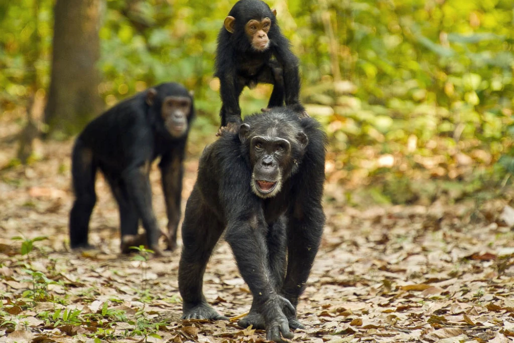 5-days-gombe-national-park-flying-safari3
