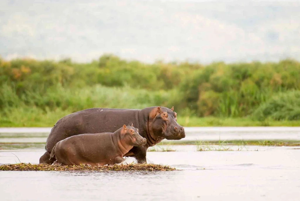 5-days-katavi-national-park-flying-safari4