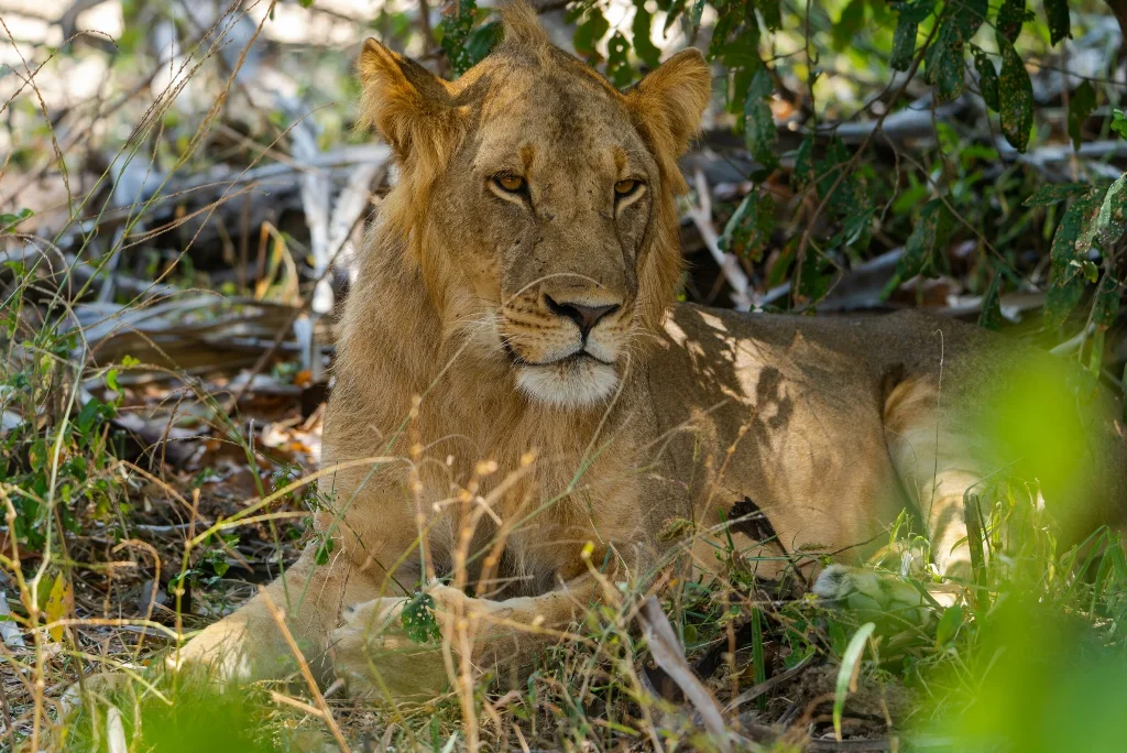 8-days-nyerere-ruaha-national-park-flying-safari2